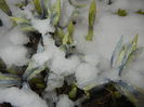 Snow on Irises (2015, March 06)