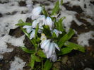 Scilla tubergeniana (2015, March 06)