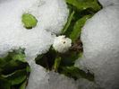 Snow on Bellis perennis (2015, March 06)