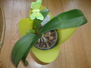 phalaenopsis ALB CU ROSU