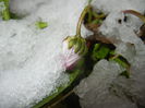 Snow on Bellis perennis (2015, March 06)