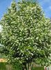 Prunus padus Le Thoureill 45