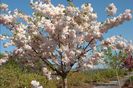 Prunus serrulata 'Shirotae' 75