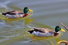 Quievrain_00066