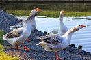 Quievrain_00071