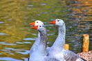 Quievrain_00076