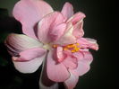 SAM_3895