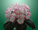Rosalinda