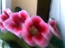 050420152359