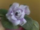 070420152366