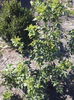 arbust ornamental