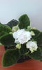 R.S GERCOGENIA