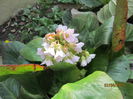 Bergenia (7)