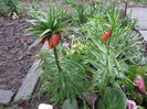 Fritillaria imp. (5)