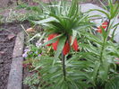Fritillaria imp. (7)
