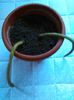 aporocactus flagelliformis -dani83 01.04.2015