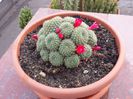 7 Rebutia krainziana (floare rosie)