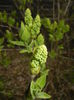 White Lilac Tree (2015, April 01)