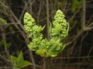 White Lilac Tree (2015, April 01)