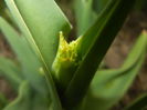 Fringed Tulip (2015, April 01)