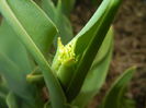 Fringed Tulip (2015, April 01)