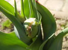 Tulip bud (2015, April 03)