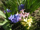 Hyacinths_Zambile (2015, April 03)