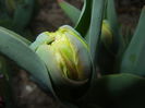 Tulip bud (2015, April 05)