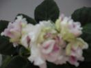 R.S GERCOGENIA