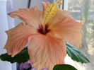 20150410_114531