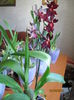 Odontoglossum Massai Red 2015.04.10 1