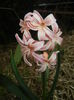 Hyacinth Gypsy Queen (2015, April 08)