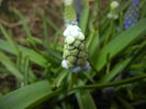 Muscari Peppermint (2015, April 08)