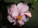 SAM_3903