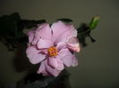 SAM_3905
