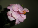 SAM_3908