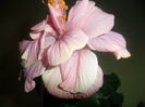 SAM_3909