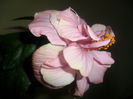SAM_3912