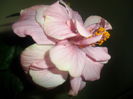 SAM_3913