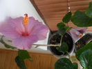 SAM_3943