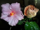 SAM_3979
