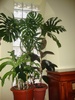 MONSTERA