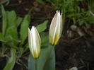 Tulipa Turkestanica (2015, April 07)