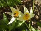 Tulipa Turkestanica (2015, April 10)