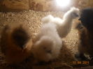 DSCN5261