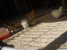 DSCN5291