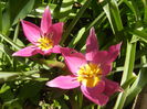 Tulipa pulchella Violacea (2015, April 10)