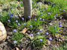 Muscari