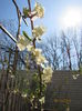 Lonicera Fragrantissima