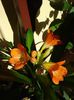 puiul de belgian orange inflorind